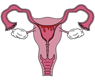 Menstruace