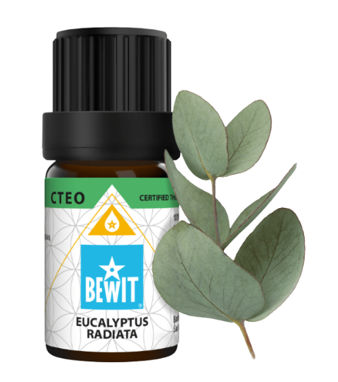 Bewit Eukalyptus Radiata