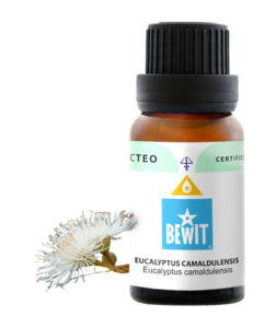 Bewit Eukalyptus Camaldulensis 