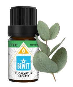 Bewit Eukalyptus Radiata 