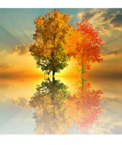 Bewit Miracle therapy 15 ml 